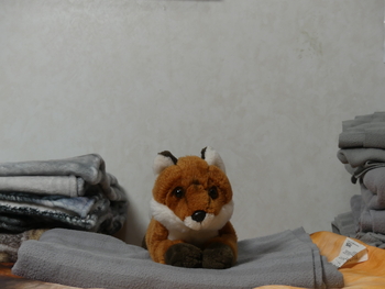 Unnamed 13 (Red Fox, Save Our Space)